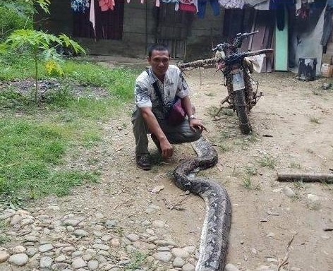 인도네시아의 한 남성이 6m 뱀으로부터 아내를 구한 무용담을 트리뷴 뉴스 등 현지 매체가 30일 보도했다. 사진=트리뷴뉴스 캡처