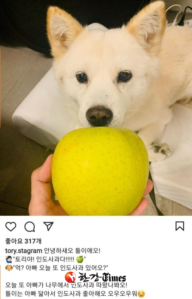 국민의힘 대권주자인 윤석열 전 검찰총장의 반려견 토리 사진이 올라오는 인스타그램.