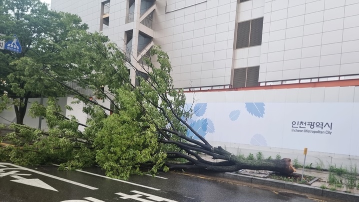 8일 낮 인천 남동구 인천경찰청 앞 도로에 나무가 쓰러져 있다.(사진=뉴시스)