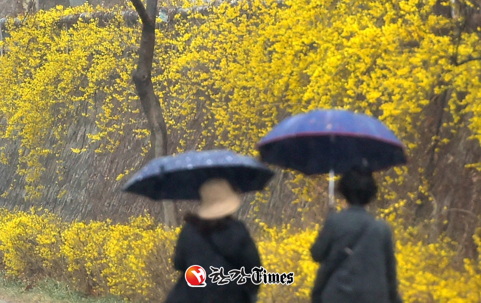 봄비가 내리는 12일 오후 대구 중구 대봉교 인근 신천둔치에서 시민들이 우산을 쓰고 산책을 하고 있다. (사진=뉴시스)