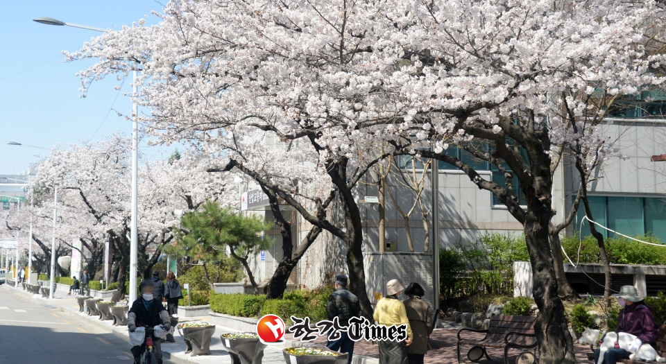 완연한 봄 날씨가 이어지고 있는 27일 전북 전주시 덕진구 벚꽃로에 벚꽃이 만개해 있다.