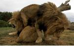 이란 동물원 사자 14마리 떼죽음..'마비저균'감염 원인