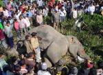 인도,마을주민 17명 잡아먹은 ’식인코끼리’등장..충격