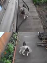고양이 보쌈하는 개? 네티즌 시선 집중 "너무 귀여워"