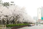구로구, 구로5동 거리공원서 ‘벚꽃축제’ 개최