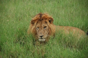 케냐 국립공원서 사자 공격 받은 18세 소년 사망