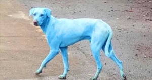 인도 뭄바이서 파란색 개들 발견.. 오염 물질 원인