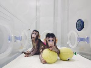 중국, 세계 최초 원숭이 복제 성공.. ‘윤리적 문제’ 우려