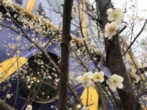[포토뉴스]광주시 삼각동에 핀 매화가 봄을 알리고 있다.