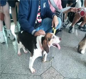 복제 개 '스피너' 체험... 관악구, 이병천 교수와 함께 ‘생명과학여행’ 운영