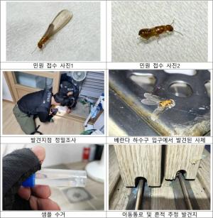 서울 도심에서 발견된 흰개미류, 목재 건축물에 피해주는 외래종으로 확인